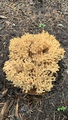 Ramaria flava