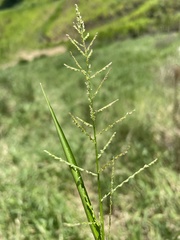 Steinchisma laxum