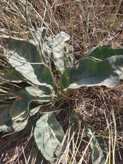 Limonium platyphyllum