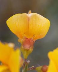 Calobota cytisoides