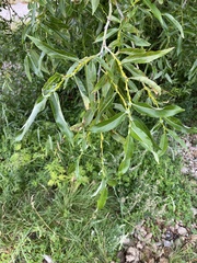 Salix rorida