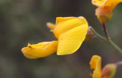 Calobota cytisoides