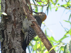 Melanerpes aurifrons