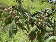 Miconia serrulata