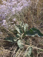 Limonium platyphyllum