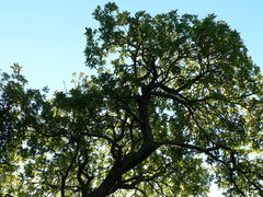 Philenoptera violacea