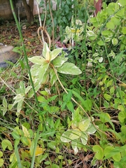 Oxybelis rutherfordi