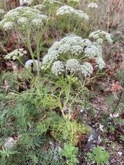 Peucedanum puberulum