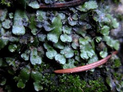 Targionia hypophylla