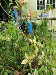 Oxybelis rutherfordi