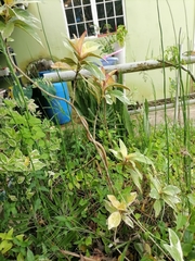 Oxybelis rutherfordi