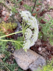 Peucedanum puberulum