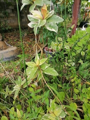 Oxybelis rutherfordi