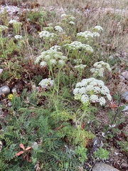 Peucedanum puberulum