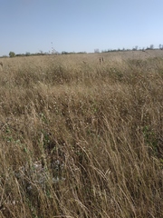 Cephalaria transsylvanica