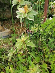 Oxybelis rutherfordi