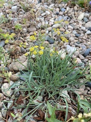 Bupleurum bicaule