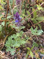 Dracocephalum pinnatum