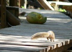 Paraxerus cepapi maunensis