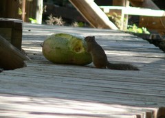 Paraxerus cepapi maunensis