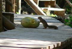 Paraxerus cepapi maunensis