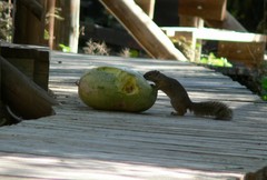 Paraxerus cepapi maunensis