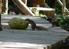 Paraxerus cepapi maunensis