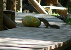 Paraxerus cepapi maunensis