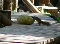 Paraxerus cepapi maunensis