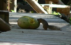 Paraxerus cepapi maunensis