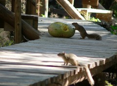 Paraxerus cepapi maunensis