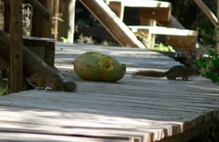 Paraxerus cepapi maunensis