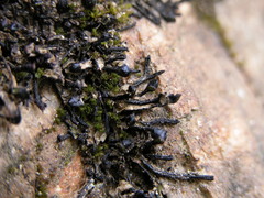 Targionia hypophylla