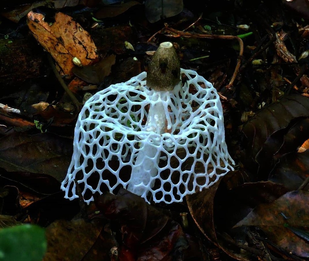 Phallus aureolatus