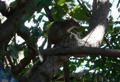 Paraxerus cepapi maunensis