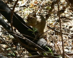 Paraxerus cepapi maunensis