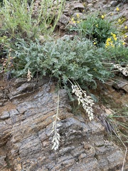 Oxytropis coerulea