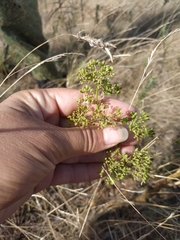 Peucedanum alsaticum