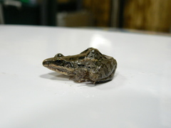 Ptychadena mossambica