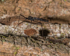 Gnophomyia tristissima