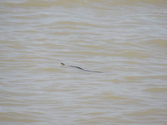 Thamnophis eques patzcuaroensis
