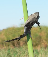 Synodontis vanderwaali