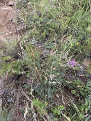 Oxytropis coerulea