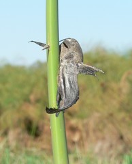 Synodontis vanderwaali