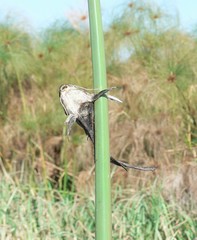 Synodontis vanderwaali
