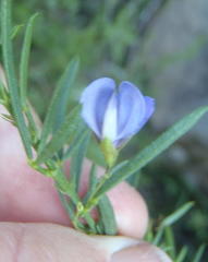 Psoralea axillaris