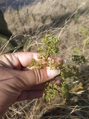Peucedanum alsaticum