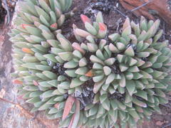 Machairophyllum albidum