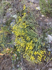 Bupleurum bicaule