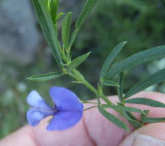 Psoralea axillaris